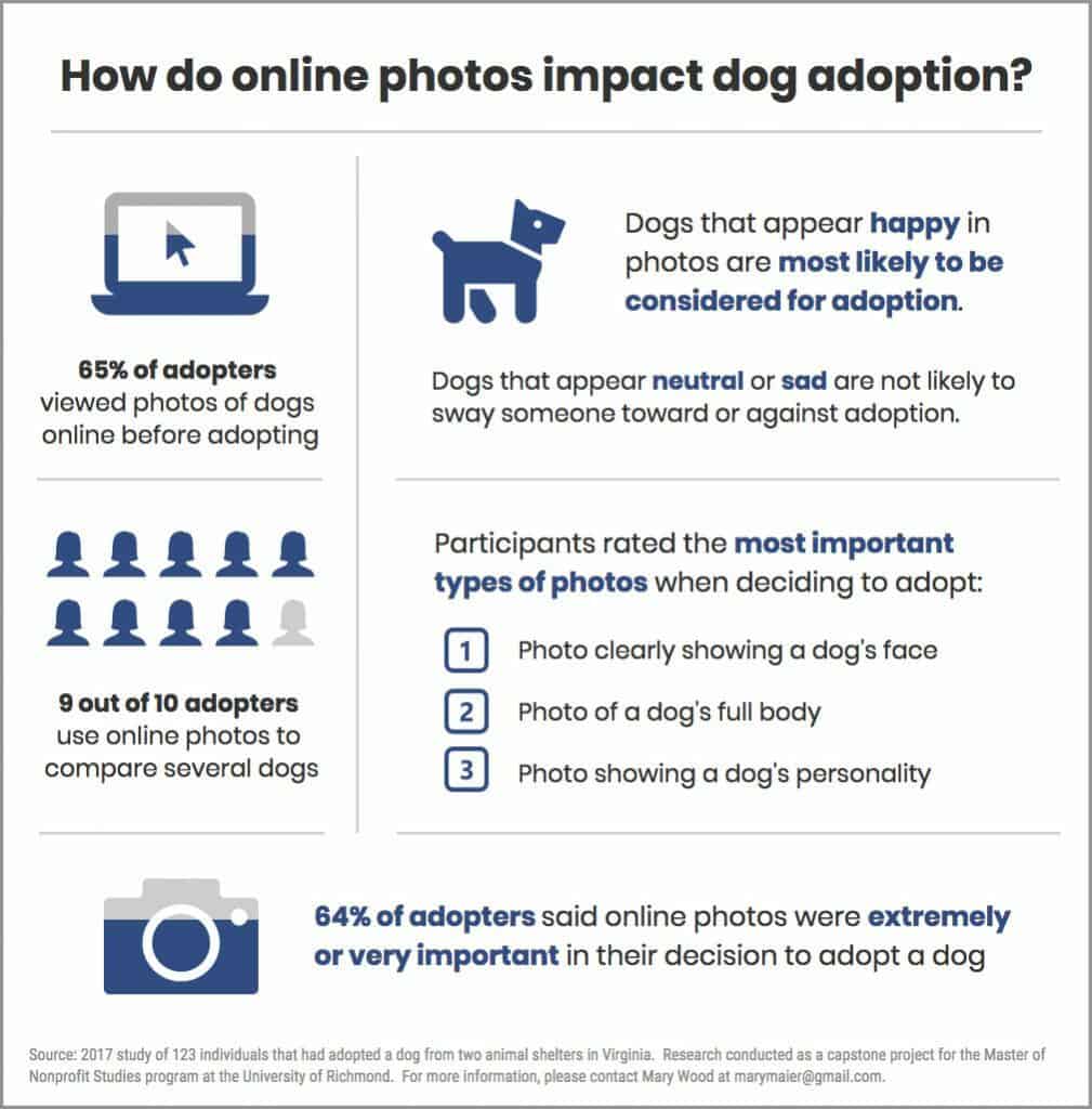 are dogs adopted more than cats