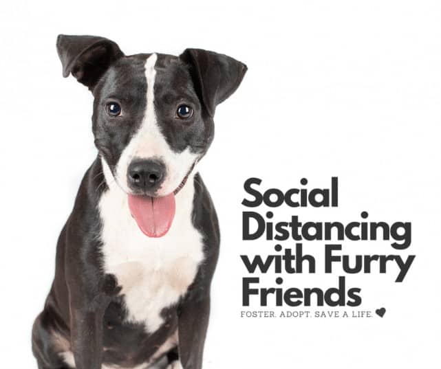 Copy Of Social Distancing Dog Template