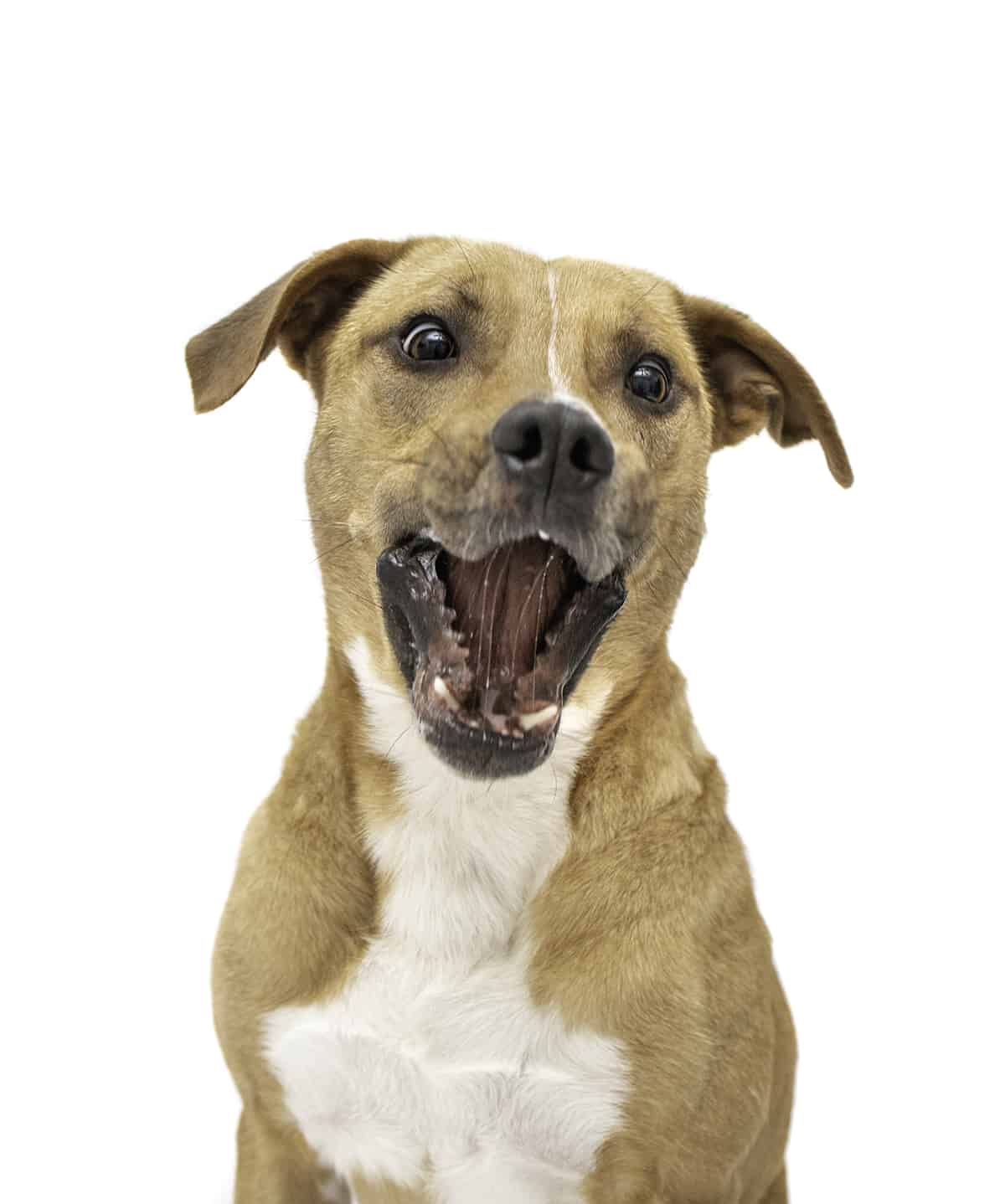 Brown pitbull with mouth open catching treat isolated on white background