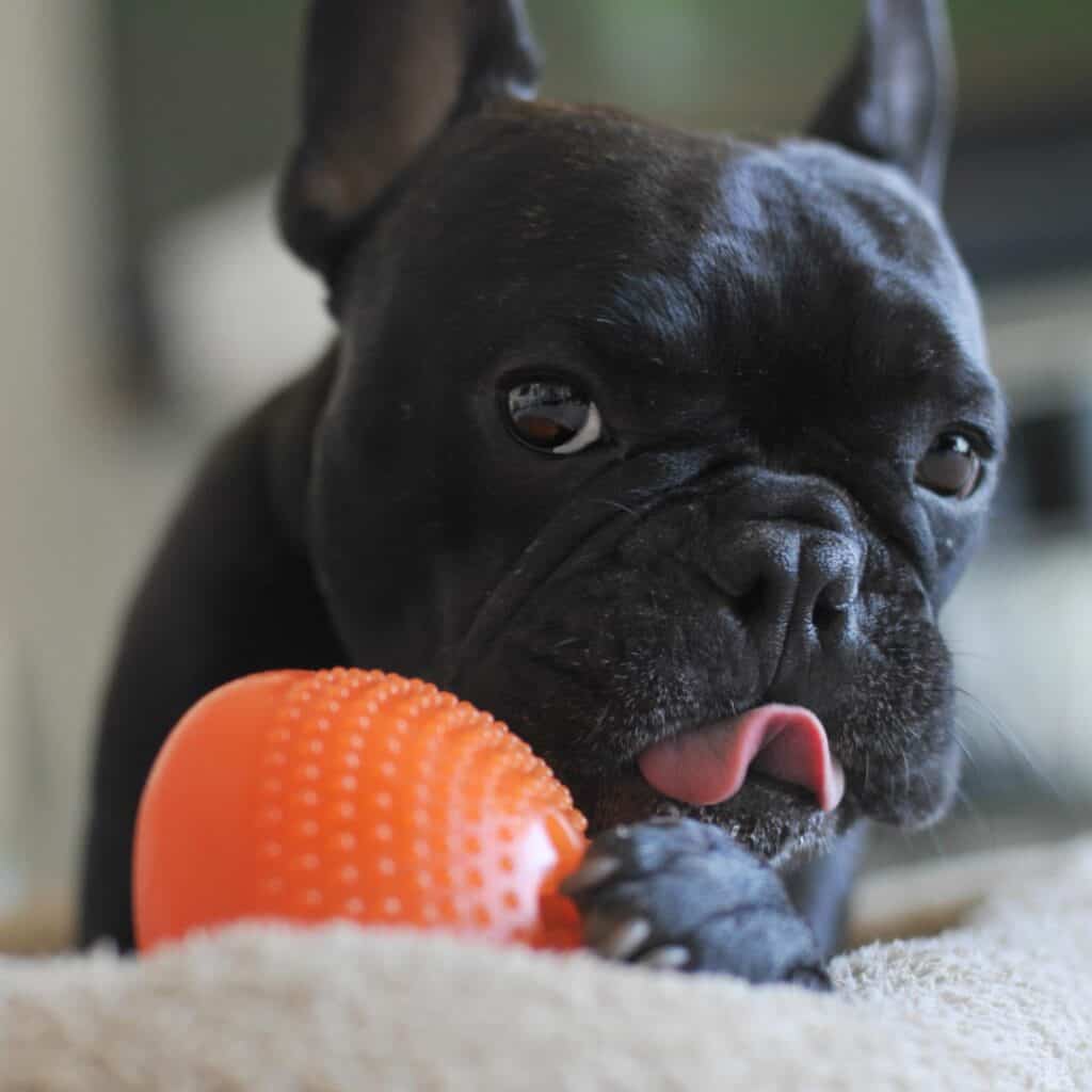black french bulldog with tongue out and orange ball between his paws
