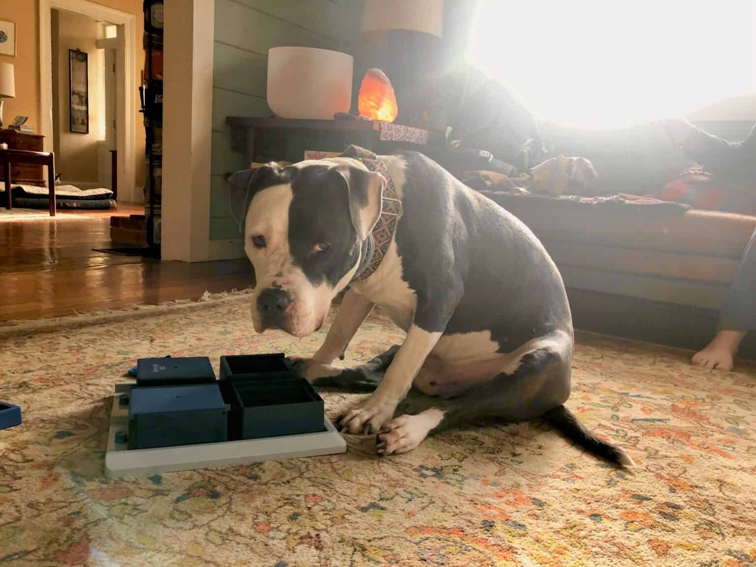 Grey and white pit bulls dog leans over his puzzle toy and looks into the camera