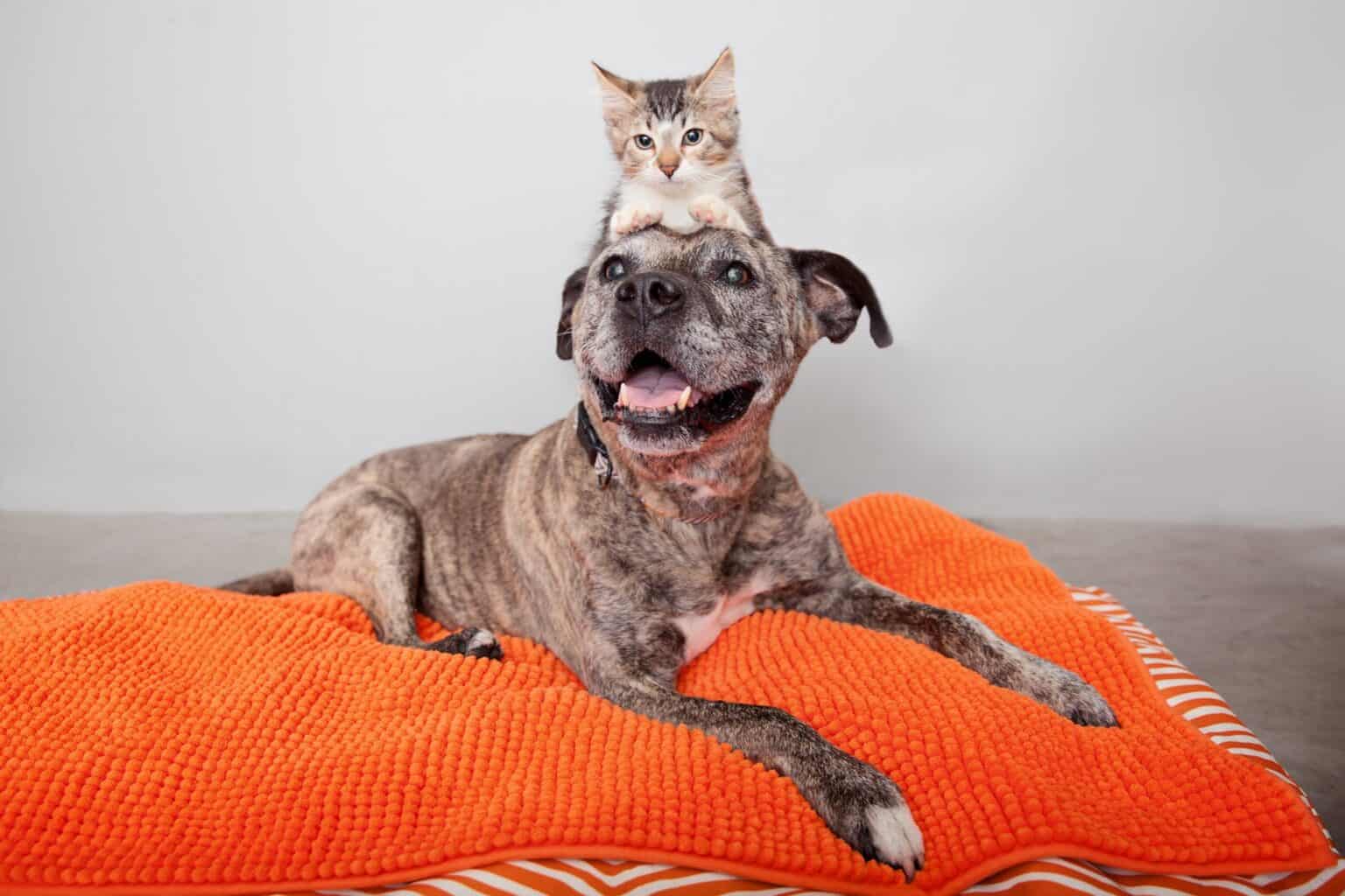 Brindle pit bull dog wiht cat on her head lays on a puffy orange bed and smiles into camera