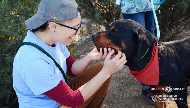 Sweet moment between person and Rottie