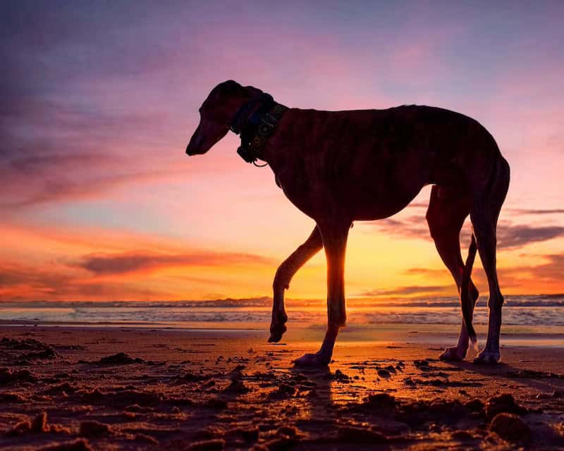 Single Dog On Beach During Sunset