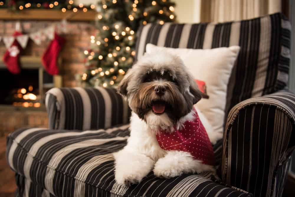 Havanese Dog With Christmas Decor